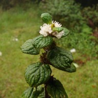 Hedyotis ceylanica N.Wikstr. & Neupane